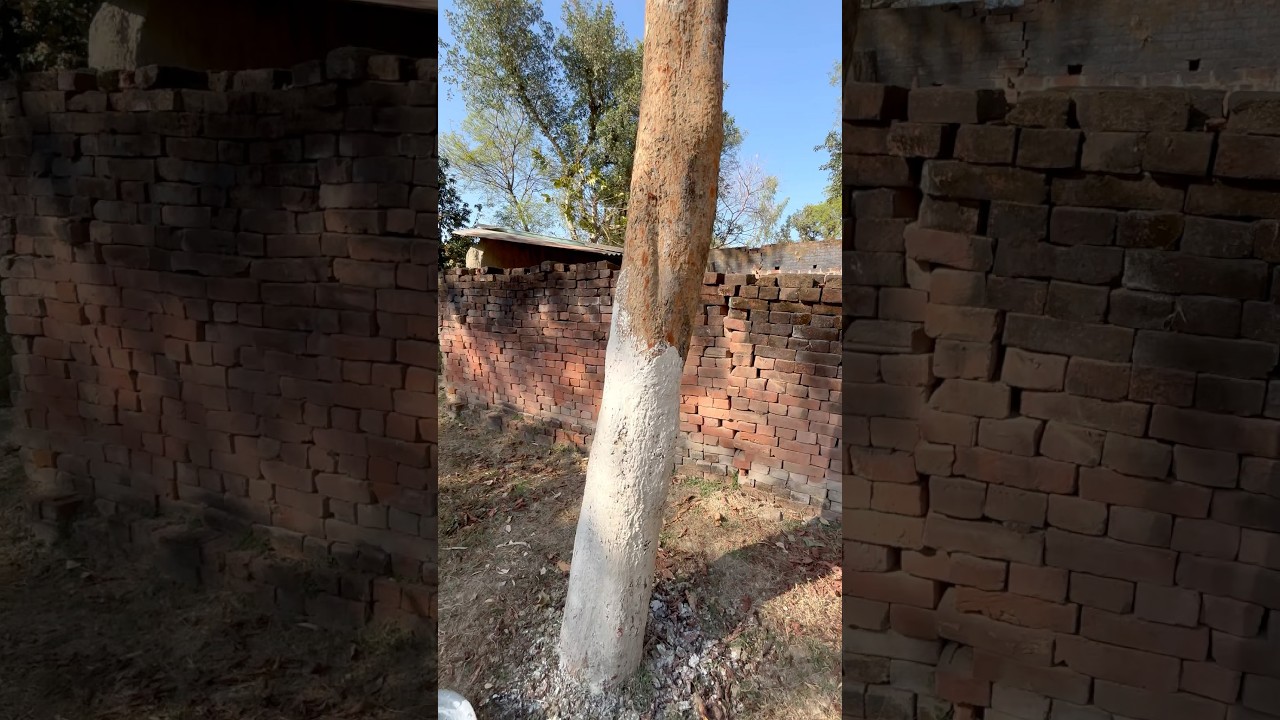 An easy way to protect your tree from termites ! \ How To Save your tree from termites in India!