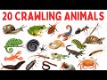 20 Crawling Animal Names for Kids with Videos | Crawling Animals | Crawling Creatures Vocabulary