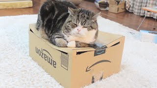 大きなねこの真似をして箱に入ったら閉じ込められた子ねこ。Kitten Miri imitated Maru and went into the box and was locked in.