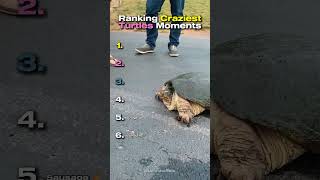 Ranking Craziest Turtles Moments