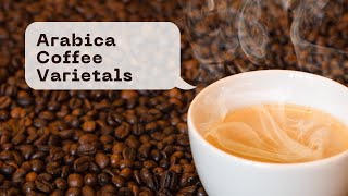 Arabica Coffee Varietals: Bourbon, Typica, & More!
