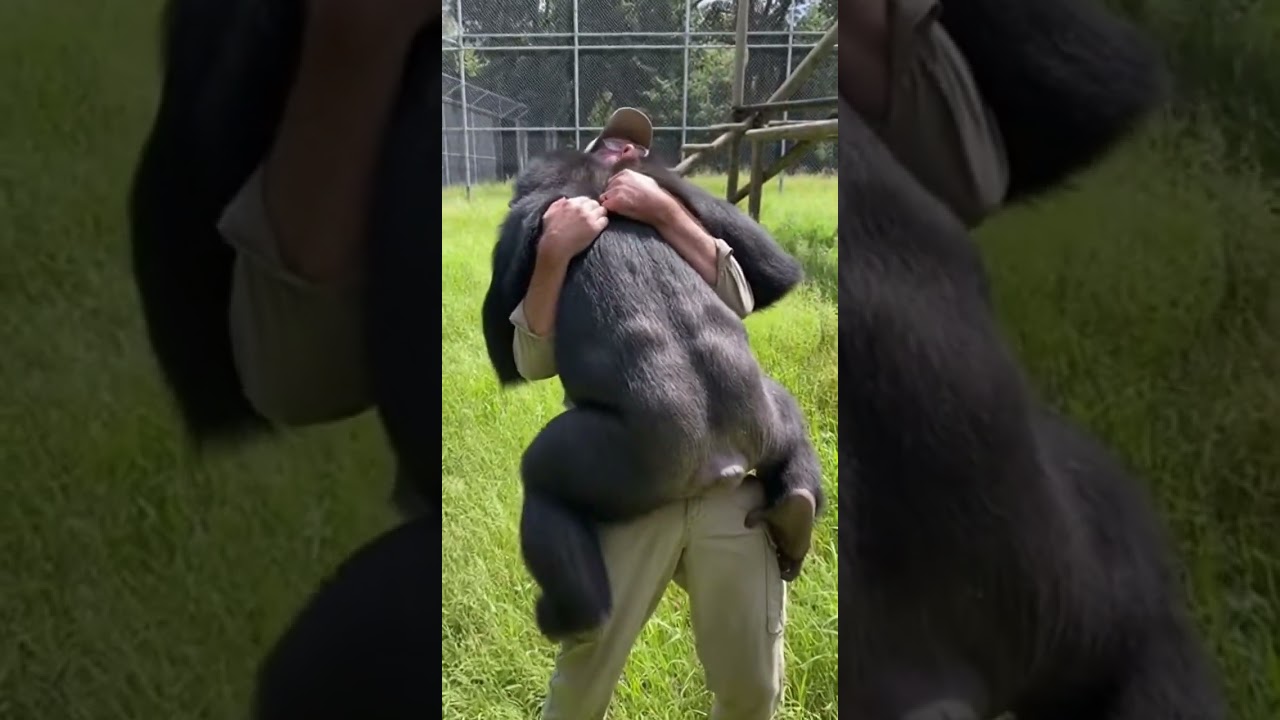 Chimp Hugs Man in Emotional Reunion 🐒❤️ 