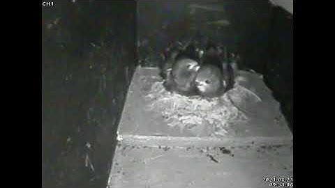 Swift chicks 4 weeks old preening and exercising
