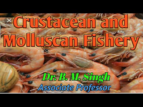 Crustacean and molluscan fishery