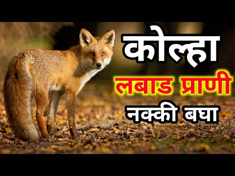 Kolha Vishay Mahiti Kolha Chi Mahiti क ल ह य च म ह त Kolha Prani क ल ह प र ण Kolha