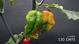 185 Days in 8 minutes | Ghost Pepper Timelapse