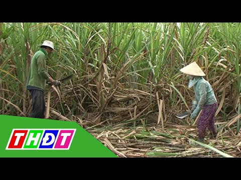 Video Giá mía tăng mạnh người trồng phấn khởi | THDT - youtube