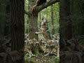 Cute animal eats honey, wolves attack, bear saves it! 🐻🍯🐝 #Wildlife #Nature