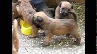 Mekodlaki Pšenični Terijer, Štenci