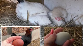 Собираю яйца кур под гнездом Первое Яйцо Марана