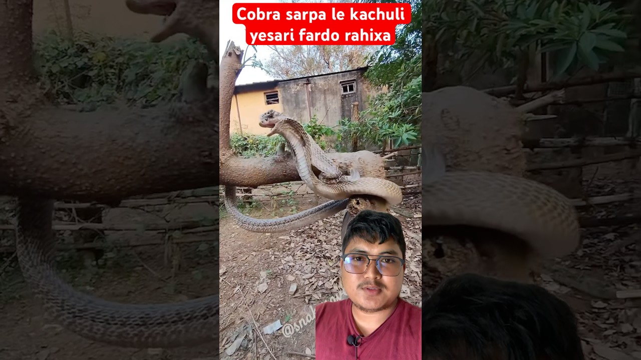 Cobra sarpa le kachuli yesari ferdo rahixa 