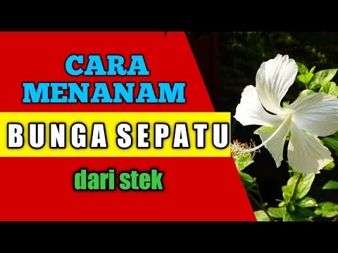 Cara Menanam Bunga Sepatu Dari Stek Youtube