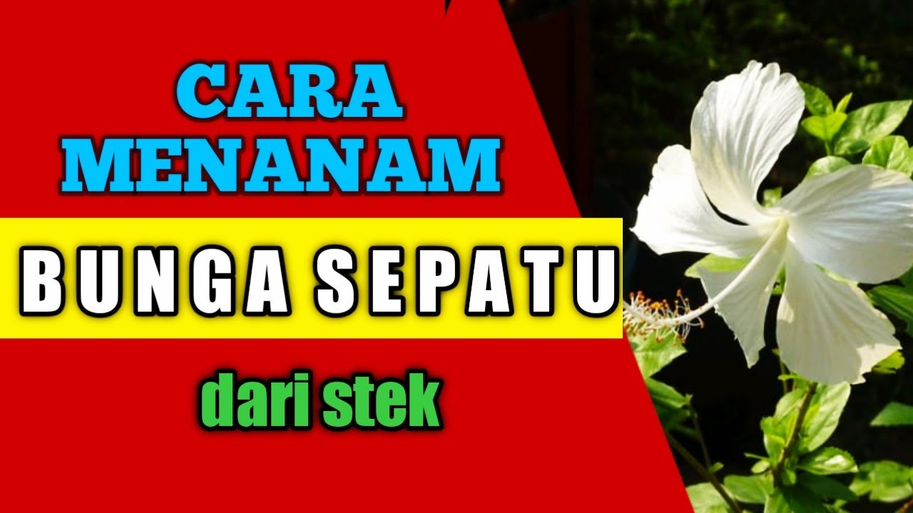 Cara Menanam Bunga Sepatu Dari Stek Youtube