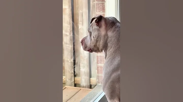 #fouyou#dogs#funnydog#f#Funny Pets