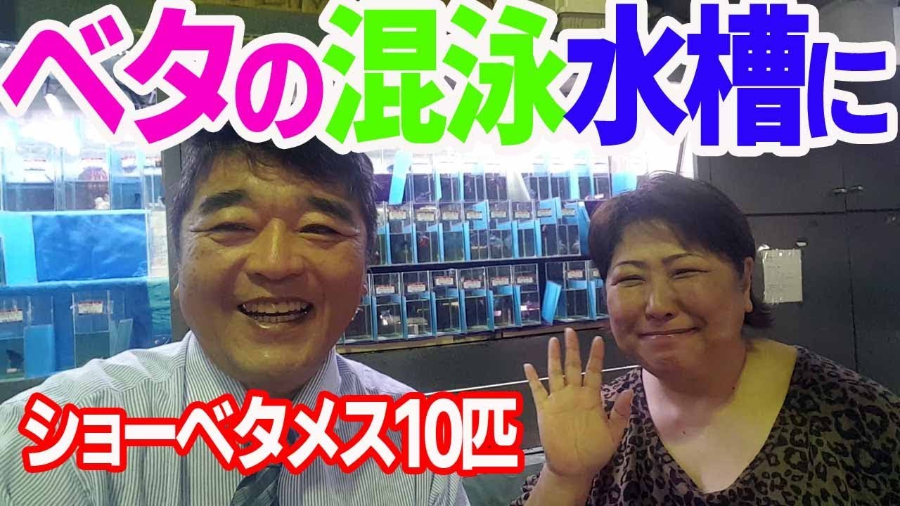 ベタの混泳水槽にもおすすめ ショーベタメス10匹 Youtube