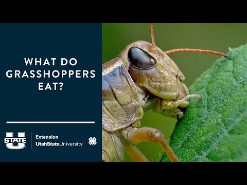 Video: Kas yra Amūro vyšnia: sužinokite apie Amūro vyšnių priežiūrą kraštovaizdyje