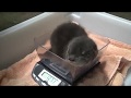 58 Seconds of Baby Otters Squeaking