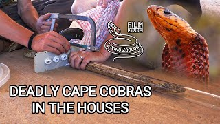 Deadly Cape Cobra rescue by Gerrie Heyns, interview about venomous snake removal in South Africa