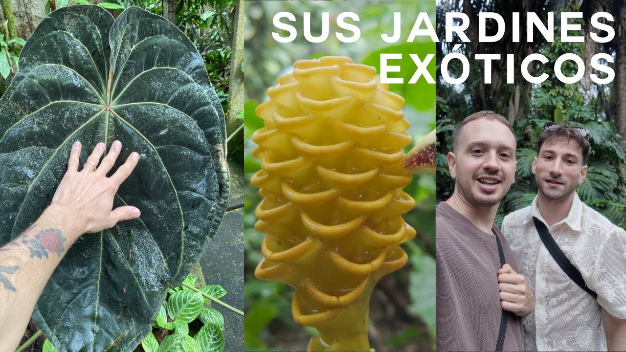 Tour por el paraíso oculto de plantas tropicales del paisajista brasilero Burle Marx