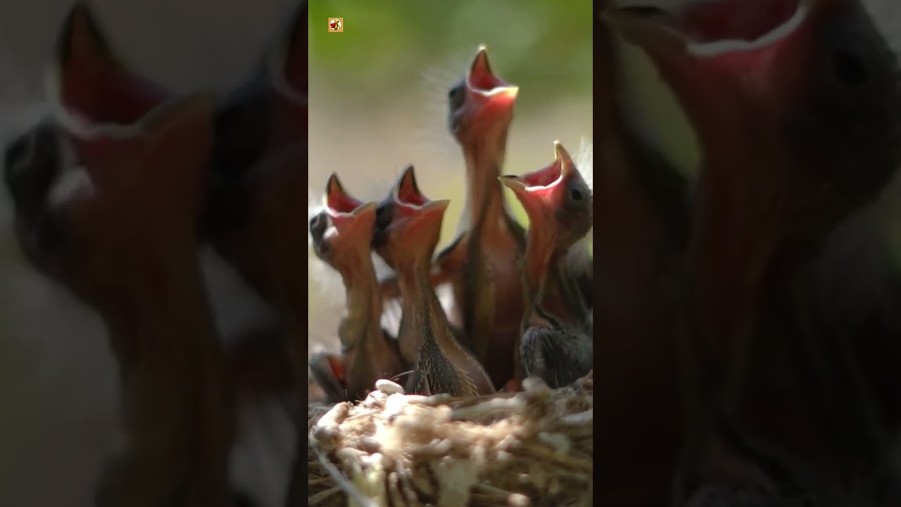 Newborn American Robin Sounds (Soft Chirps from the Nest)