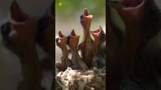 Newborn American Robin Sounds (Soft Chirps from the Nest) screenshot 1