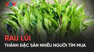 Rau lủi trở thành đặc sản được nhiều người tìm mua