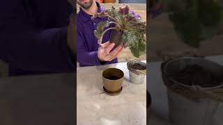 Fialkaların Əkilmə Və Sulanma Qaydası.посадка И Уход За Фиалками