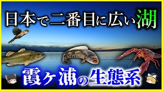 【ゆっくり解説】なぜ湖という字が付かない？「霞ヶ浦」の生態系を解説/日本で２番目に広い湖の水質と、直面している問題とは