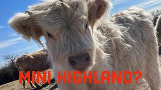 Why we don't raise mini highlands