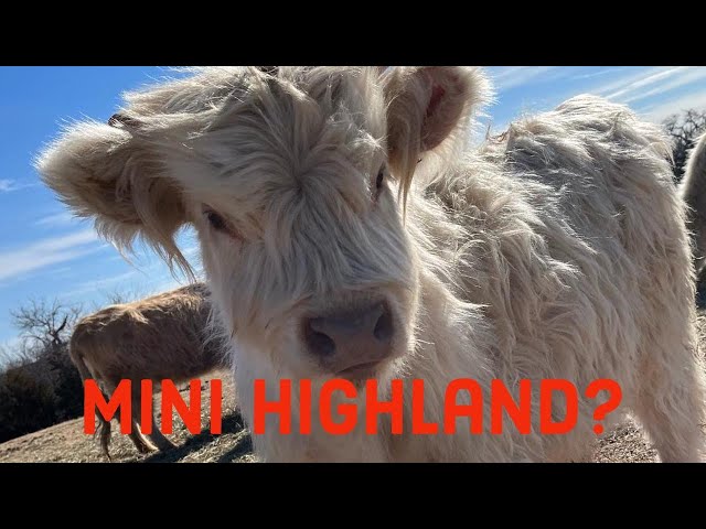 Miniature Highlands - Why and Why Not! — Koolah Creek Highland Cattle