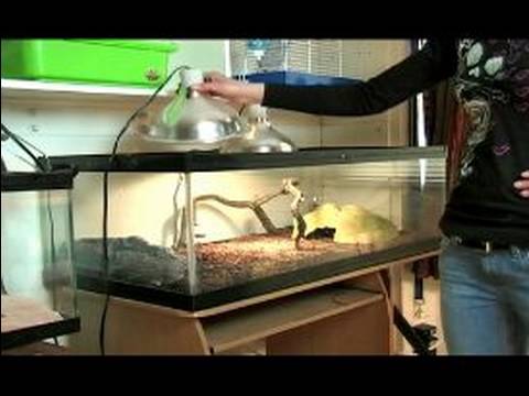 Reptile Terrarium Setup : Reptile Terrarium Animal Cage Set Up Reptile Terrarium Setup : Reptile Terrarium Animal Cage Set Up - Reptile Terrarium Setup : Reptile Terrarium Animal Cage Set Up