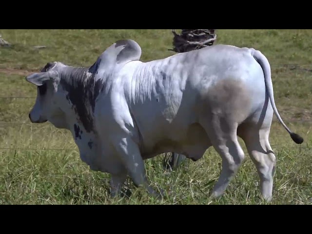 Lote 24   Leilão Touros Fazenda Santa Tereza