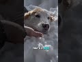 Only Its Head Was Sticking Out of the Snow… 🐶❄️