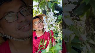 Phi điệp 5ct Phú thọ thơm phức #pgardening #orchid #plamvuon #ptronglan