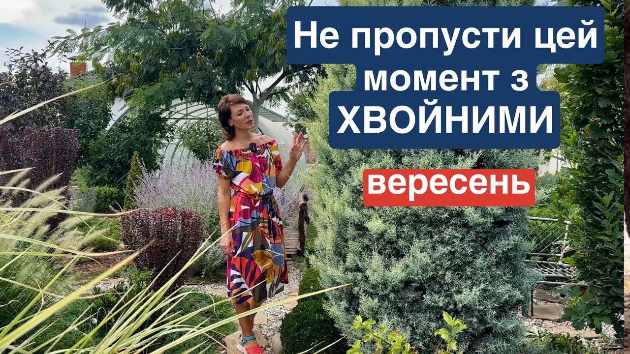 Тепер зрозуміло - хворе чи ні. Захист хвойних восени. Сосна Ялина Туя Ялівець