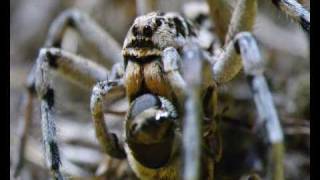 Lycosidae Geolycosa Vultuosa