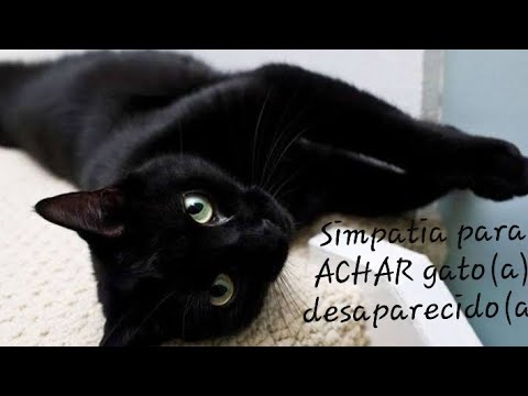 Vídeo: Encontrando um animal de estimação: Onde conseguir um gato