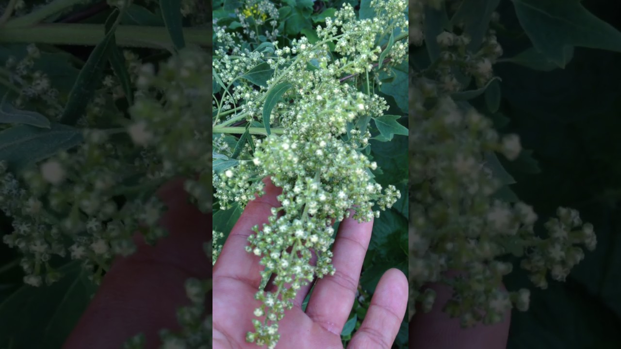 Quinoa to Grow in Chaing rai Thailand คีนัวรั้วบ้าน 