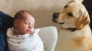 Dog Meeting Baby for the First Time Compilation