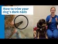 How to trim your dog's black nails safely and efficiently