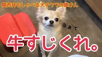 しゃべる犬 Youtube しゃべる犬 Youtube