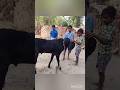 बकरे की रिएक्शन देखकर हंसी आ जाएगी #funny #shorts