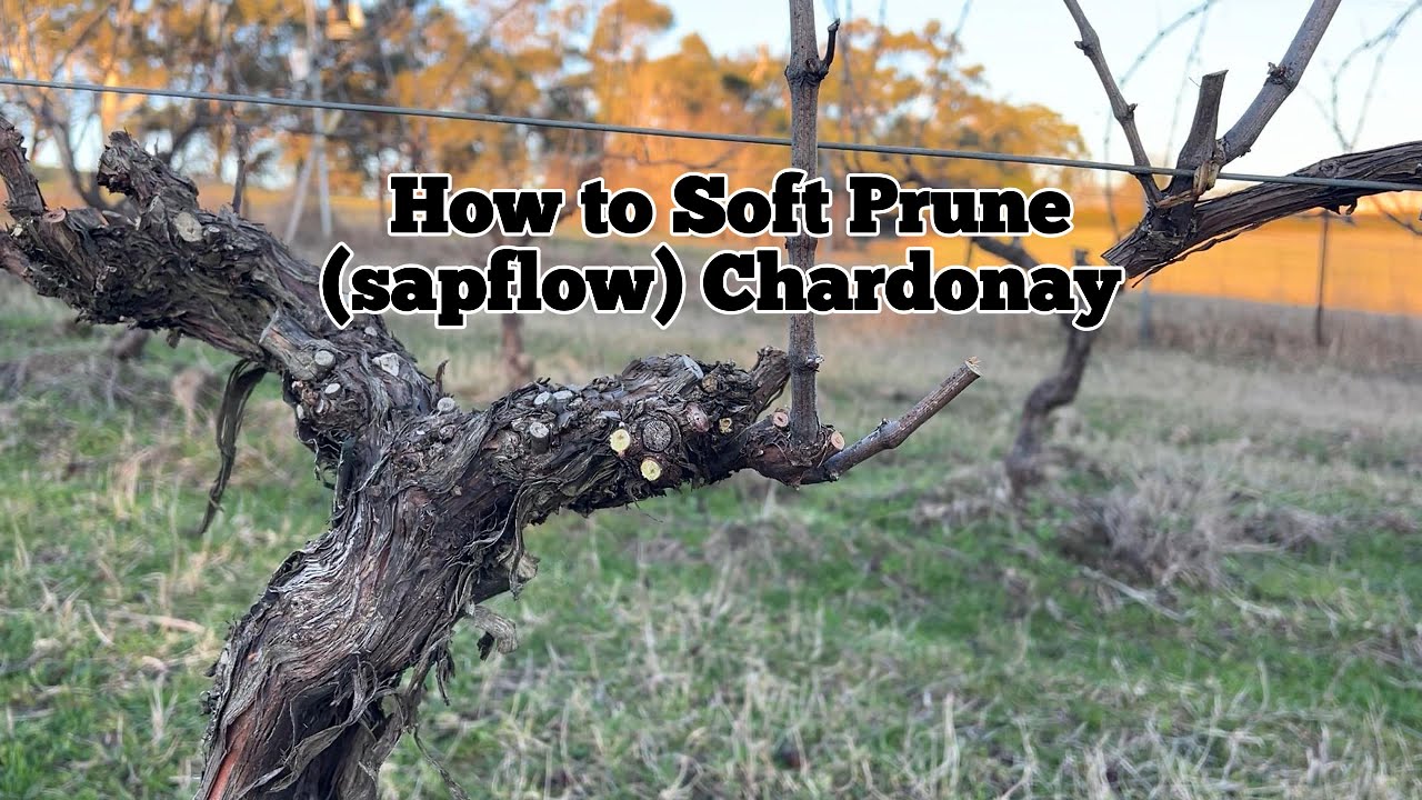 Soft Pruning Chardonnay