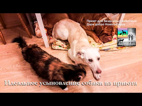 Собаку из приюта забрали домой | Идеальное усыновление бездомной собаки | animal shelter in Novosib