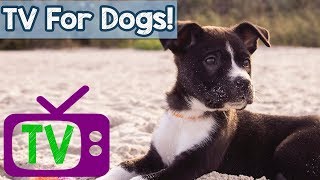 A Video for Dogs  Virtual Dog Walk with Relaxing Music and nature footage for dogs  Dog TV