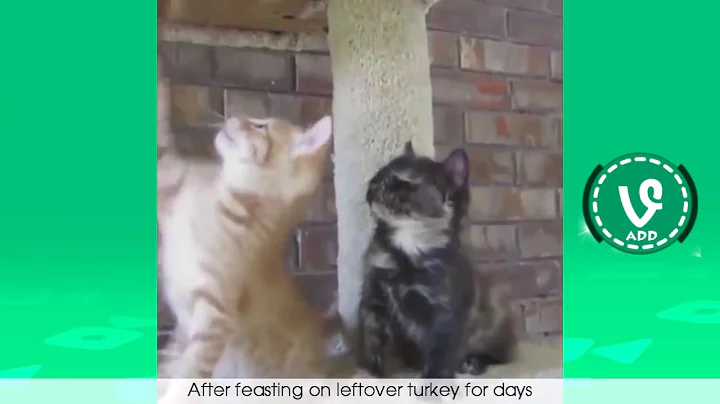 Try Not To Laugh or Grin  Funny Animals Fails Vines Compilation 2016