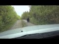 Встреча с медведем на дороге