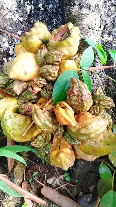 Meski Rasanya Asam Buah Ini Sangat Enak Bila Dijadikan Rujak #namnam