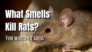 What Smells Kill Rats? - The Walled Nursery