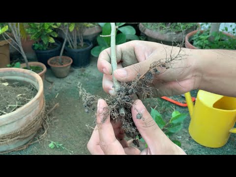Update on ficus propagation!